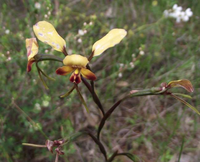 Diuris - Orchid-donkey-0001.JPG